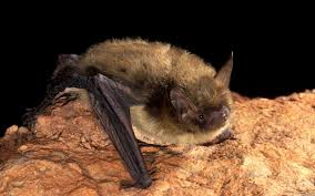 Bat image